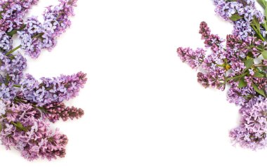 Beyaz arka plan üzerinde izole mor Lila şube