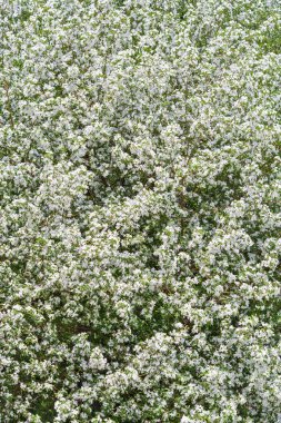 elma ağacı çiçek bahar başında