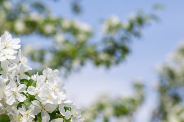 elma ağacı çiçek bahar başında
