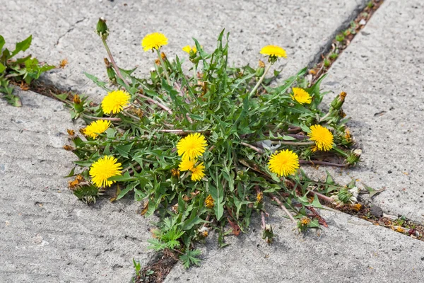 Dente di leone, taraxacum officinale, che cresce su marciapiede — Foto Stock