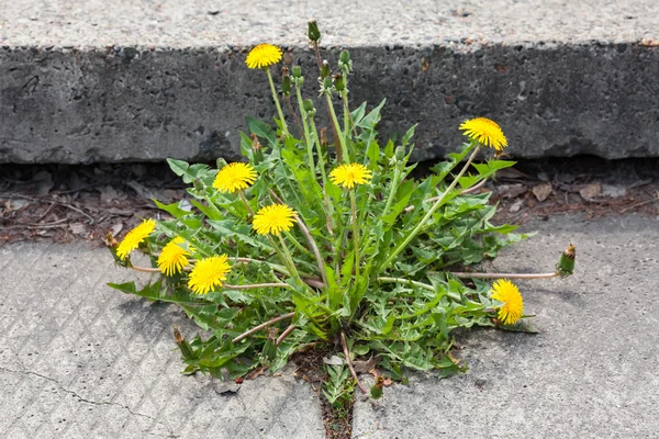 Löwenzahn, taraxacum officinale, wächst auf Gehwegen — Stockfoto