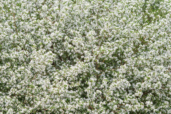 Apple tree flowers In the beginning of spring