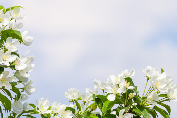 Apple tree flowers In the beginning of spring