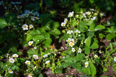 Yeşil çalı çiçek bahar çilek