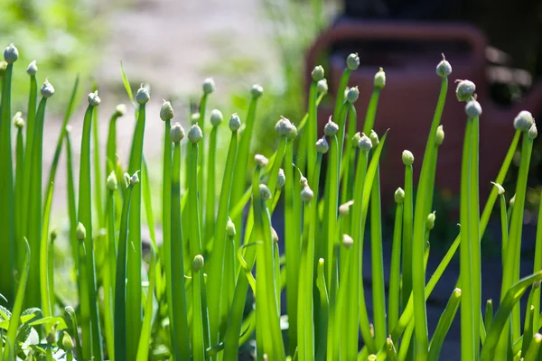 Cebola de primavera verde em crescimento em horta — Fotografia de Stock