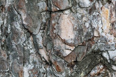 Doğal ağaç kabuğu desen gri, yıpranmış, kırık