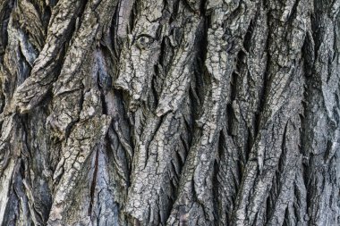 Doğal ağaç kabuğu desen gri, yıpranmış, kırık