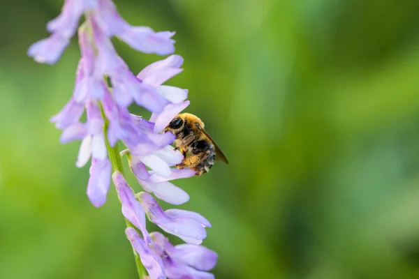 Bee Polinated Violet Paars Wilde Bloemen Groen Onscherpe Achtergrond Macro — Stockfoto