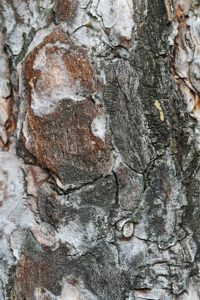 Padrão de casca de árvore natural cinza, resistido, rachado — Fotografia de Stock