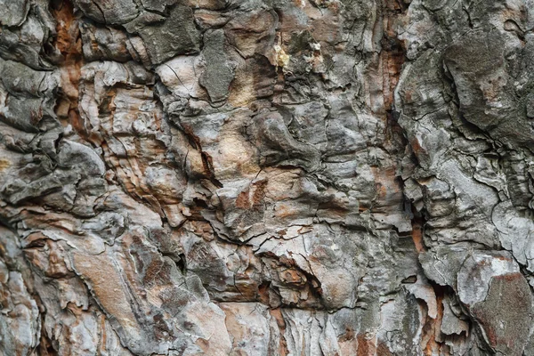 Modello di corteccia naturale di albero grigio, alterato dalle intemperie — Foto Stock