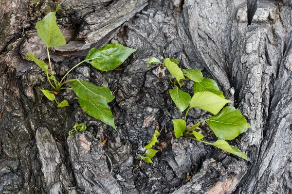 Padrão de casca de árvore natural cinza, resistido, rachado com folhas verdes — Fotografia de Stock