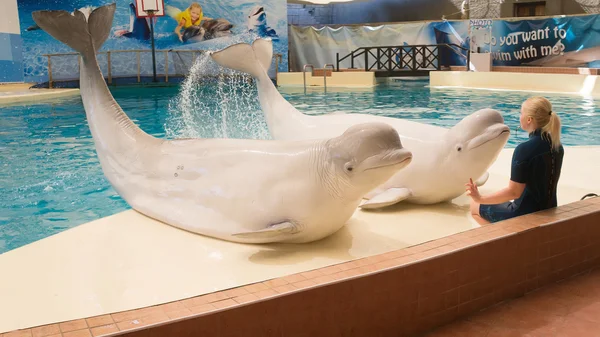 Belek, Türkiye - 04 Ekim 2014: Troy Dolphinarium