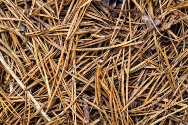 Zemin closeup görünümü arka plan üzerinde kuru Çam iğneleri