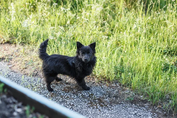De pie pequeño perro negro mirando hacia arriba —  Fotos de Stock