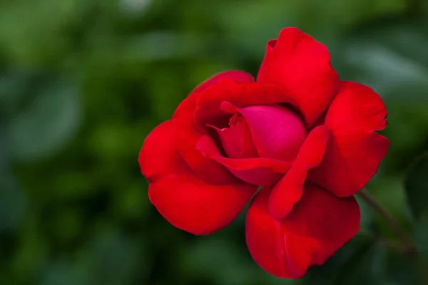 Único grande rosa vermelha no jardim, vista superior — Fotografia de Stock