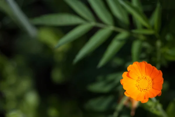 Einzelne große Ringelblume im Garten, Ansicht von oben — Stockfoto