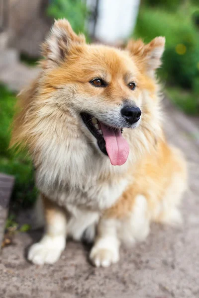 Funny little dog looking up — Stock Photo, Image