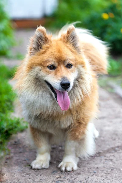 Drôle petit chien levant les yeux — Photo