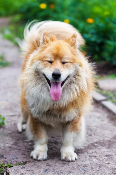 Divertente piccolo cane guardando in alto — Foto Stock