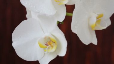 Püskürtme sonra su damlaları ile orkide çiçekleri