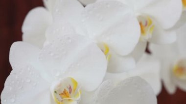 Püskürtme sonra su damlaları ile orkide çiçekleri