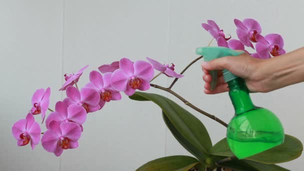 Mãos de mulher com pulverizador pulverizando em flores de orquídea — Vídeo de Stock