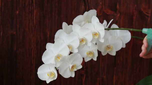 Mãos de mulher com pulverizador pulverizando em flores de orquídea — Vídeo de Stock