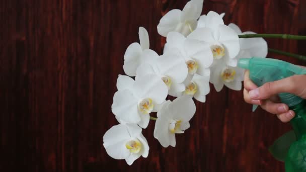 Manos de mujer con rociador rociando sobre flores de orquídea — Vídeos de Stock