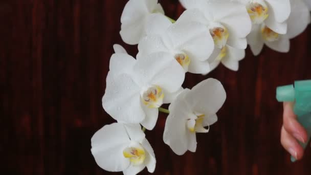 Femme mains avec pulvérisateur pulvérisation sur les fleurs d'orchidée — Video