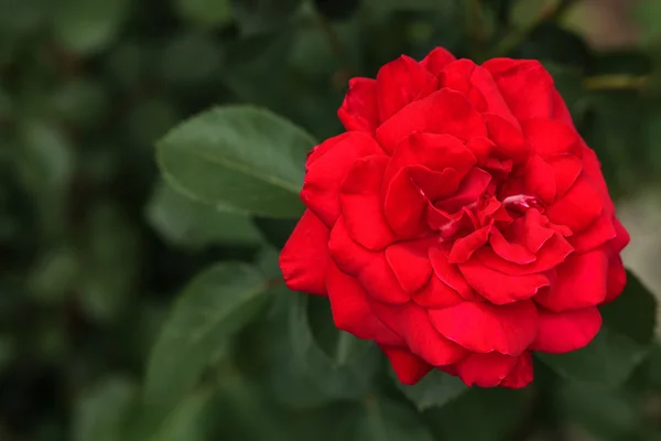 Único grande rosa vermelha no jardim, vista superior — Fotografia de Stock