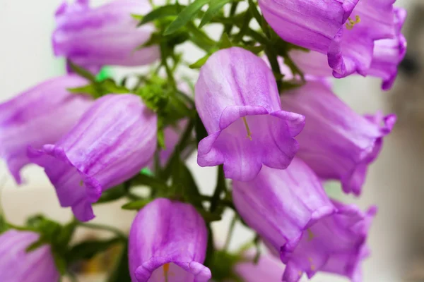 Flor de sino de cor ultramarina, foco seletivo — Fotografia de Stock