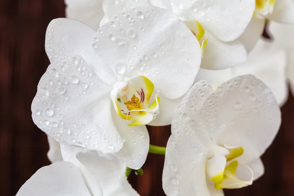 Weiße Orchideenblume mit Tropfen auf einem hölzernen Hintergrund, Nahaufnahme — Stockfoto