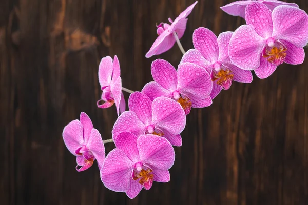 Rosa Orchideenblume mit Tropfen auf Holzgrund, Nahaufnahme — Stockfoto