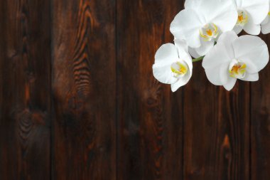 Damla ahşap zemin, closeup ile beyaz orkide çiçek