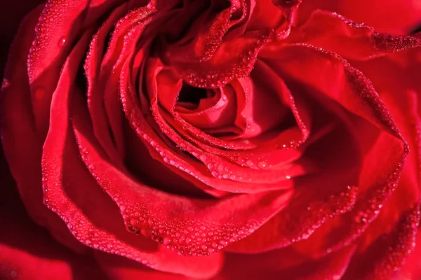 Makro czerwony scarlet rose zbliżenie z wody spadnie tło — Zdjęcie stockowe