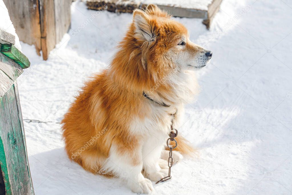 Portrait of fluffy red chained dog outdoors in winter on snow looking