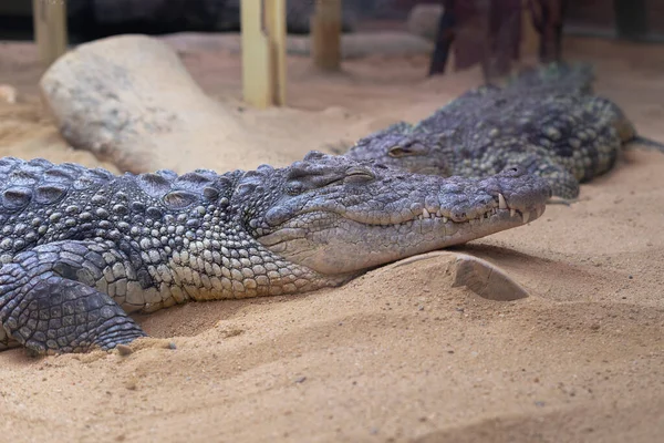 Ilık kumda uzanan iki timsah, doğal ortamlarında güneşleniyor ve dinleniyorlar..