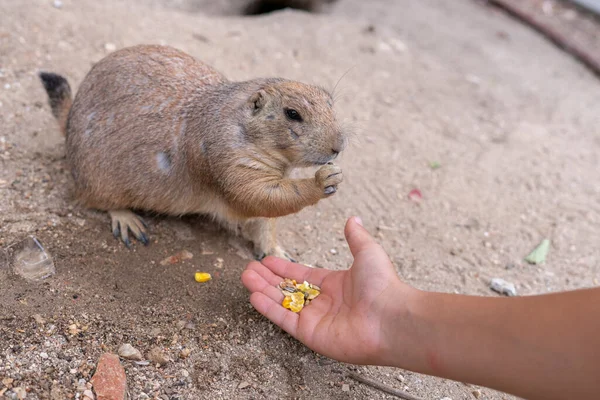 Tapılası, siyah kuyruklu çayır köpeği, doğa ve insanlar arasındaki ilişkiyi sembolize eden, doğa ve hayvan bakımı, vahşi yaşam ve ekolojik temalar için ideal, yumuşak doğal ışık ile yakın plan, insan elinden mısır yiyor..
