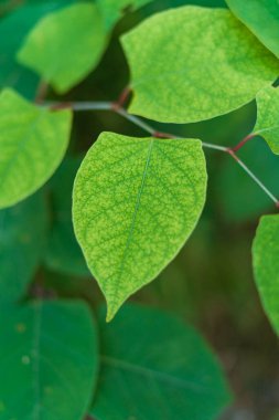 Doğada seçici odaklı canlı yeşil yaprakların yakın çekimi, dokuyu, tazeliği ve doğal güzelliği vurguluyor. Eko ve botanik temalar için mükemmel.