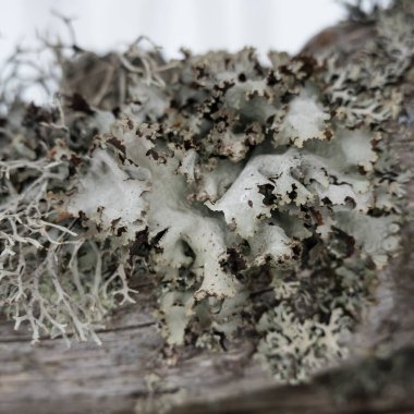 Pirkanmaa, Finlandiya ormanlarındaki eski odunlara yeşil liken yakın çekim