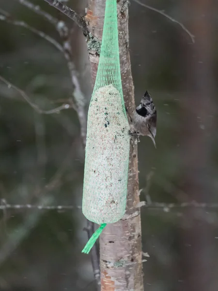 A crested tit on a bird feeding pouch in the forests of Pirkanmaa, Finland in winter