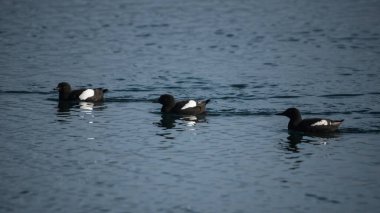 Longyear, Svalbard yakınlarında kutup denizinde yüzen üç kuş.