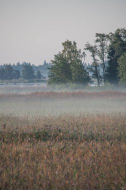 Pori, Finlandiya 'daki Bothnian Denizi' nin kıyısındaki Misty Reeds ve Wetlands yaz sabahının erken saatlerinde güneşle aydınlatılmıştır.