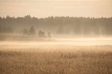 Pori, Finlandiya 'daki Bothnian Denizi' nin kıyısındaki Misty Reeds ve Wetlands yaz sabahının erken saatlerinde güneşle aydınlatılmıştır.