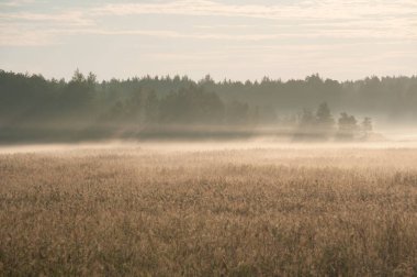 Pori, Finlandiya 'daki Bothnian Denizi' nin kıyısındaki Misty Reeds ve Wetlands yaz sabahının erken saatlerinde güneşle aydınlatılmıştır.