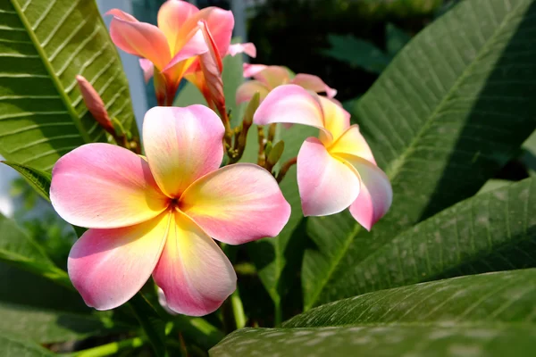 Gyönyörű rózsaszín frangipani plumeria fa a kertben. — Stock Fotó