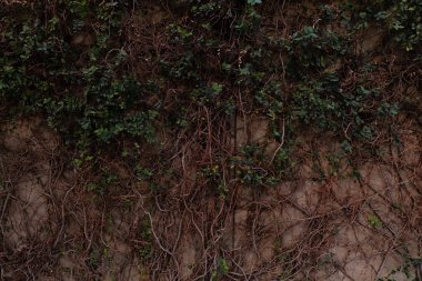 Güzel yeşil yaprakları ile asma duvara duvar kağıdı olarak sokak.