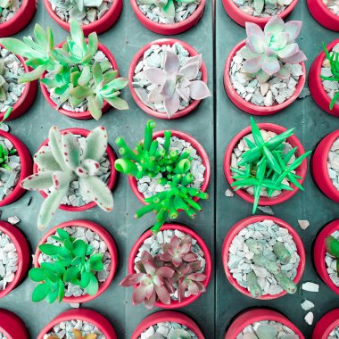 various green cactus and succulent plant in pink rose red flower pot. top view - flat lay - Color tone. clipart