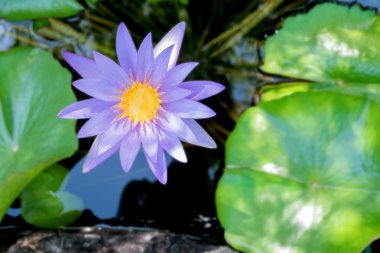 Doğa su birikintisi içinde yeşil yaprakları ile mor menekşe renkli Lotus çiçeği 