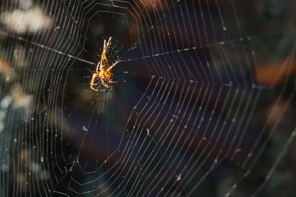 Spinne im Netz im Kieferngarten. — Stockfoto